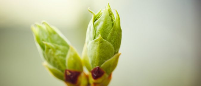 Gemmothérapie Macérat-mère de bourgeons aux propriétés anti-cholestérol