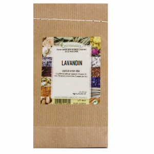 plante-simple-lavandin
