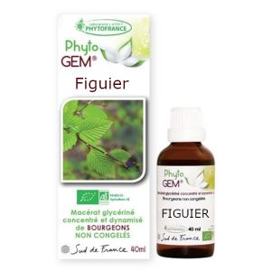figuier-phytogem-gemmotherapie-phytofrance